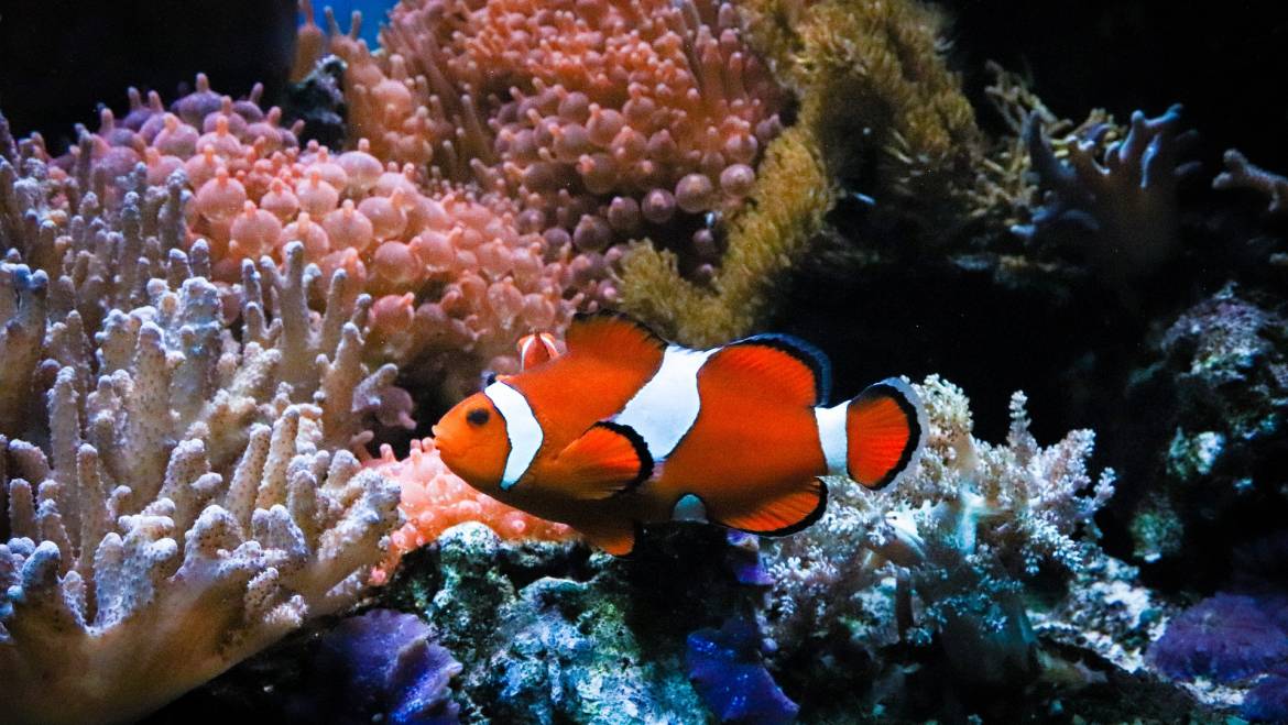 Дайвинг в Египте