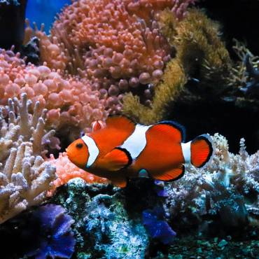 Дайвинг в Египте