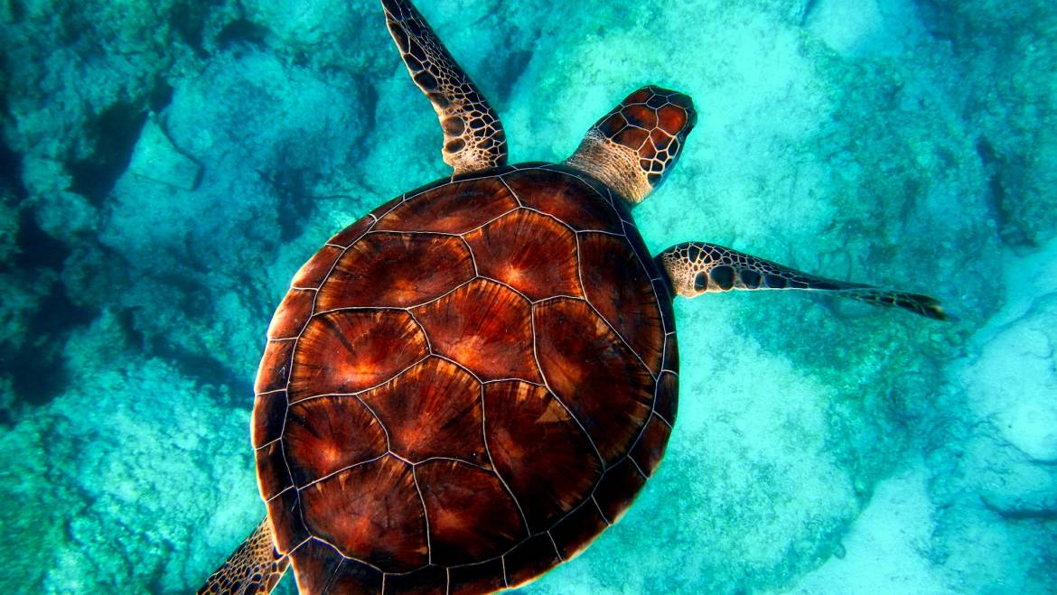 Удивительные Карибы